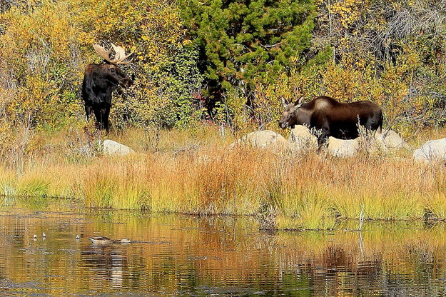 10/3/2011 - Two Moose and a Mallard. Photo by Fred Pflughoft.