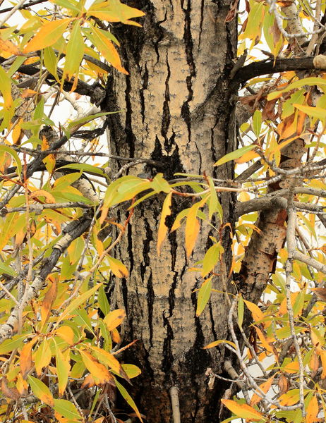 10/9/2011 - Tree People. Photo by Fred Pflughoft.