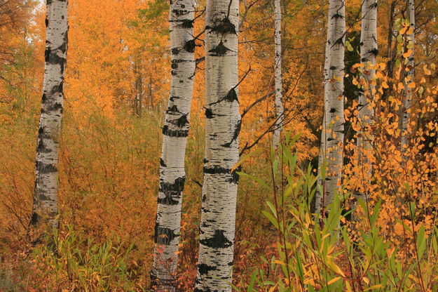 10/4/2008 - Fullness of Fall. Photo by Fred Pflughoft.