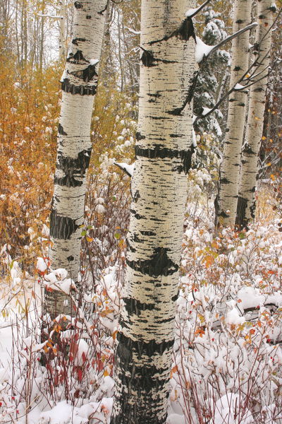 10/12/2011 - Snowy Aspens. Photo by Fred Pflughoft.