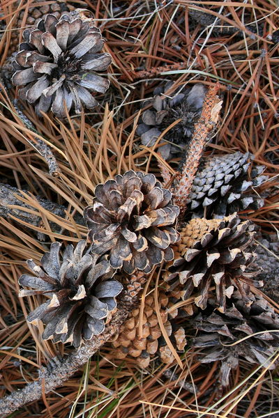 10/27/2008 - Pinecone Detail. Photo by Fred Pflughoft.