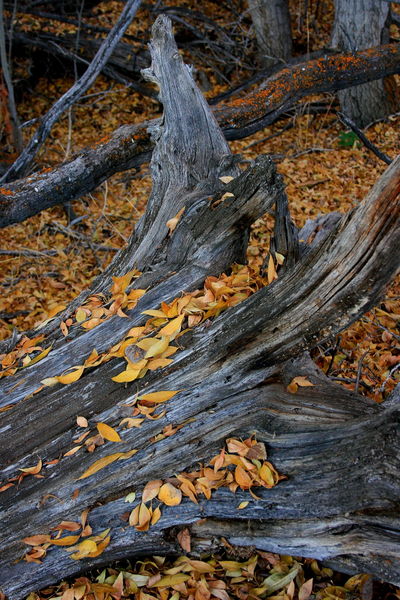 10/30/2008 - Time Weathered. Photo by Fred Pflughoft.