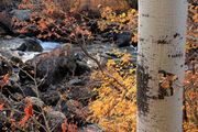 10/19/2012 - Creekside Colors. Photo by Fred Pflughoft.