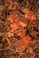 10/21/2008 - Dappled Leaves. Photo by Fred Pflughoft.