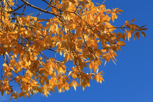 9/15/2012 - Blue Sky Cottonwood. Photo by Fred Pflughoft.