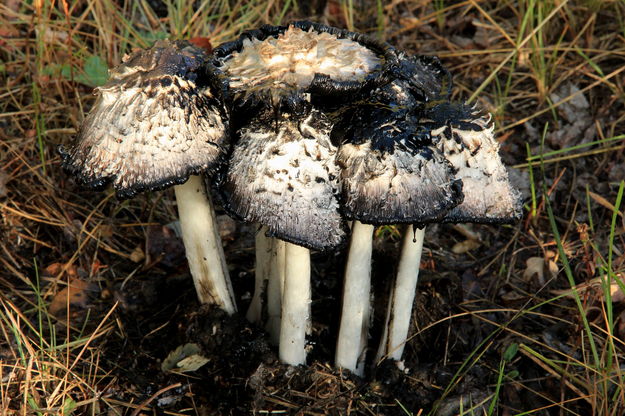 9/26/2012 - Fungus Among Us. Photo by Fred Pflughoft.
