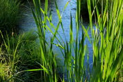 9/3/2012 - Reeds of Green. Photo by Fred Pflughoft.