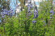 8/11/2012 - Fish Pond Lupine. Photo by Fred Pflughoft.