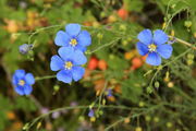 8/15/2012 - Blue Flax. Photo by Fred Pflughoft.