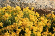 8/23/2012 - Rabbitbrush Detail. Photo by Fred Pflughoft.