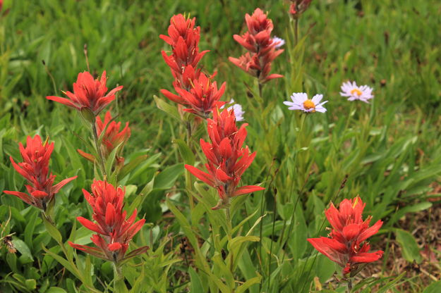 Paintbrush Meadow. Photo by Fred Pflughoft.