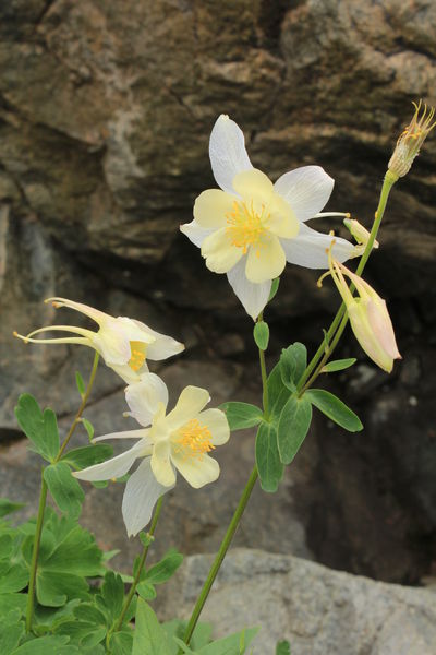 Columbine Posing. Photo by Fred Pflughoft.