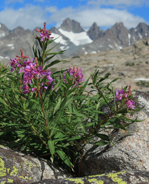 Fireweed Rock. Photo by Fred Pflughoft.