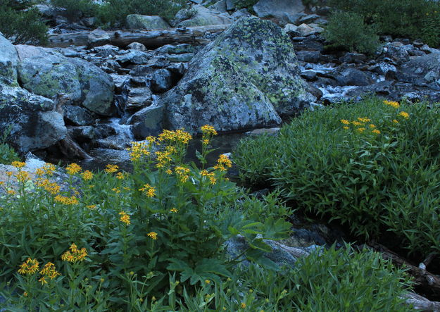 Seneca Lake Outlet Stream. Photo by Fred Pflughoft.