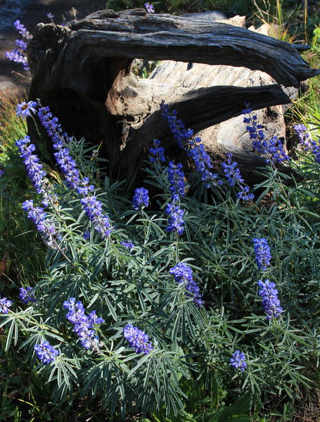 Lupine Log. Photo by Fred Pflughoft.