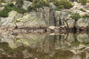 Rock Reflection at Little Seneca. Photo by Fred Pflughoft.