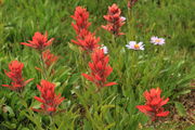 Paintbrush Meadow. Photo by Fred Pflughoft.