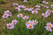 Aster Meadow. Photo by Fred Pflughoft.