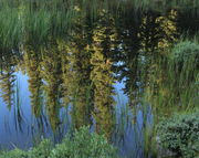 Forest Reflected. Photo by Fred Pflughoft.