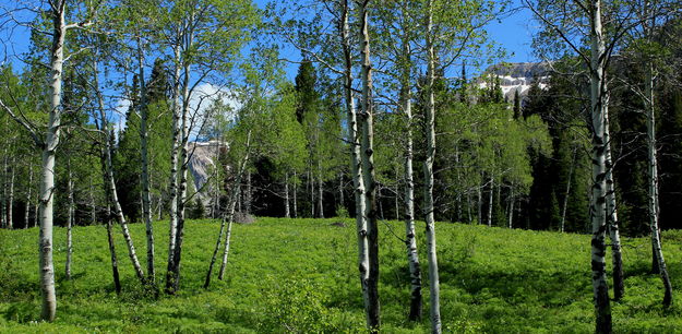 Aspen Grove View. Photo by Fred Pflughoft.