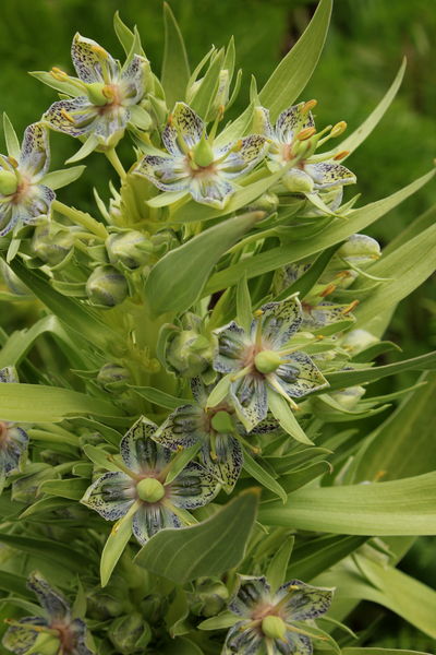 Green Gentian. Photo by Fred Pflughoft.