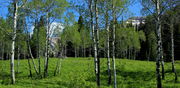 Aspen Grove View. Photo by Fred Pflughoft.