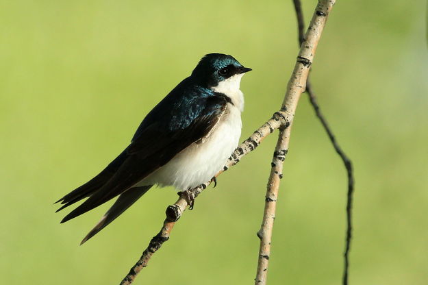 Tree Swallow at Rest. Photo by Fred Pflughoft.