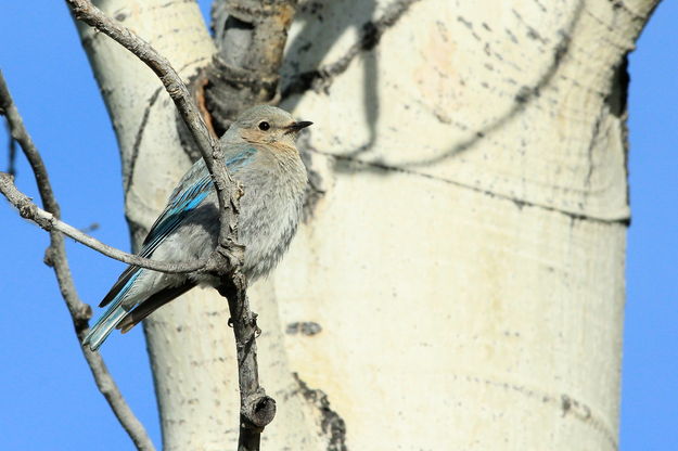 Mrs. Bluebird. Photo by Fred Pflughoft.