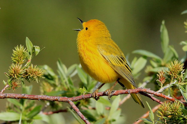 Yellow Warbler Warbling. Photo by Fred Pflughoft.