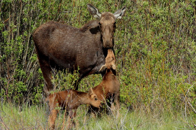 I Love My Momma. Photo by Fred Pflughoft.