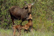 I Love My Momma. Photo by Fred Pflughoft.