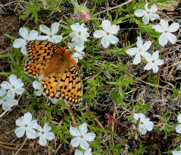 Pretty Butterfly. Photo by Fred Pflughoft.