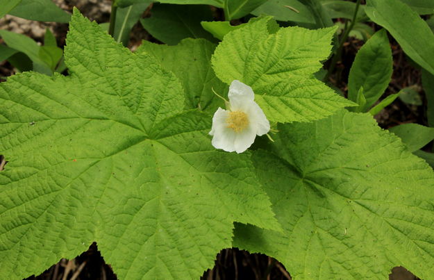 Thimble Berry Blossom. Photo by Fred Pflughoft.