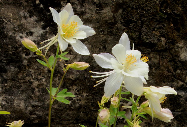 Rocky Columbine. Photo by Fred Pflughoft.