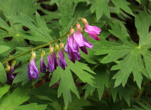 Vetch. Photo by Fred Pflughoft.