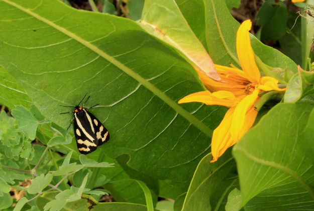 Moth & Flower. Photo by Fred Pflughoft.