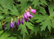 Vetch. Photo by Fred Pflughoft.