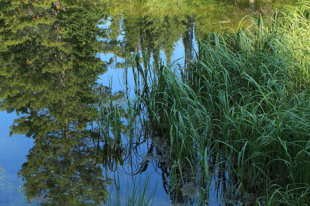 Trailside Reflection. Photo by Fred Pflughoft.