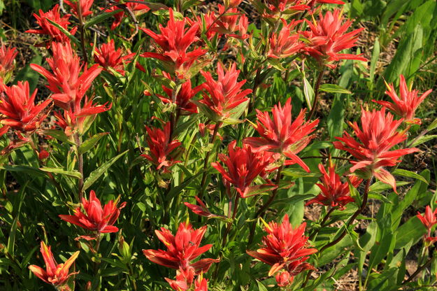 Paintbrush Bouquet. Photo by Fred Pflughoft.