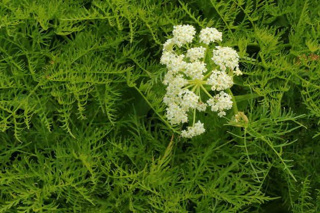 Verdant Blossom. Photo by Fred Pflughoft.