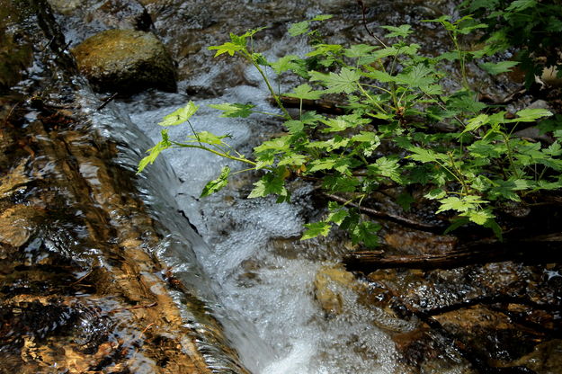 Creek Close-Up. Photo by Fred Pflughoft.