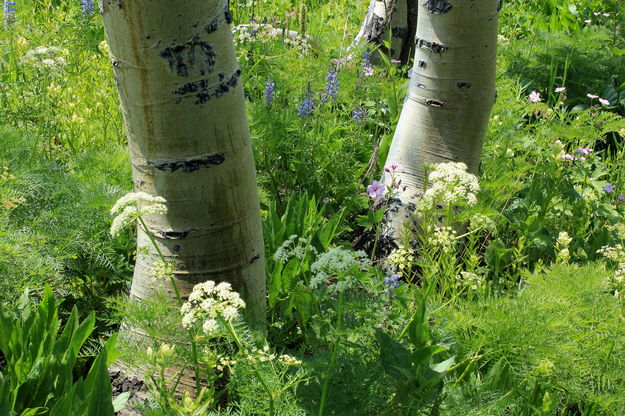 Aspen Trunks Detailed. Photo by Fred Pflughoft.