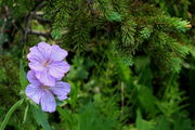 Primrose Pair. Photo by Fred Pflughoft.