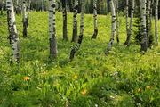 Aspen Stand. Photo by Fred Pflughoft.