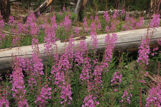 Fireweed Explosion. Photo by Fred Pflughoft.