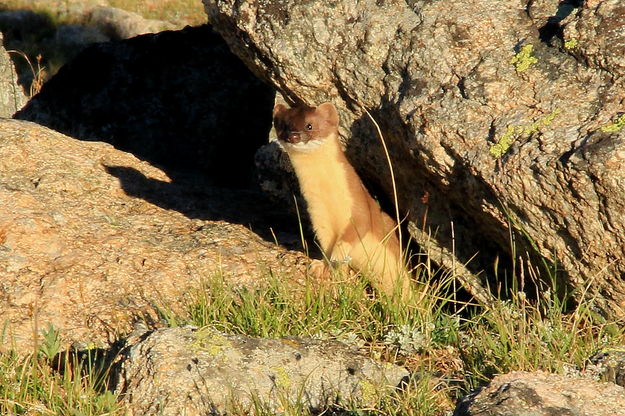 Curious Weasel. Photo by Fred Pflughoft.