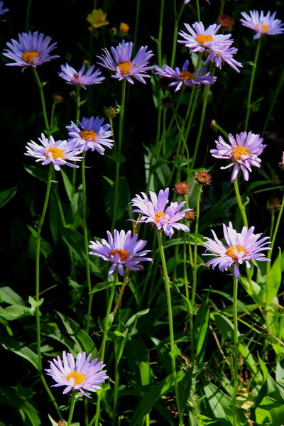 Trailside Asters. Photo by Fred Pflughoft.
