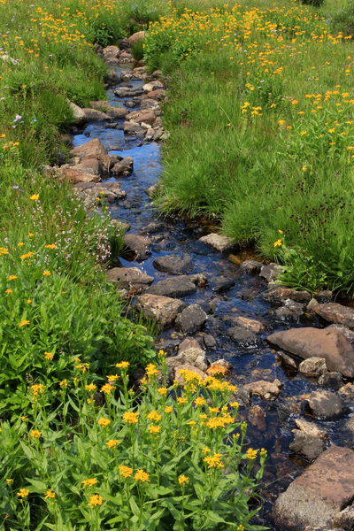 Flower Lined Stream. Photo by Fred Pflughoft.