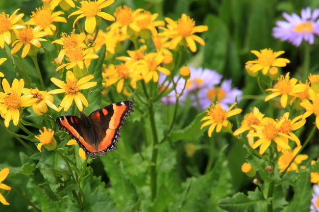 Butterfly Blossoms. Photo by Fred Pflughoft.