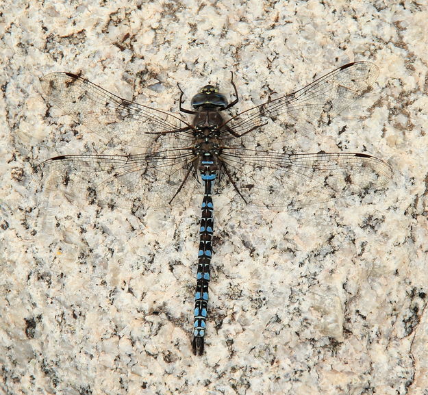 Dragonfly Detail. Photo by Fred Pflughoft.